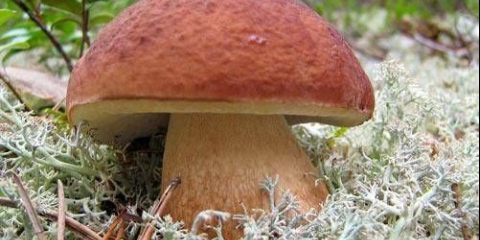 Kako uzgajati bijele gljive kod kuće